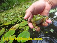 /home//u458753944/public_html/sourcegallery//Frogs/Bullfrogs 2016-08 Ontario/P8120036.JPG